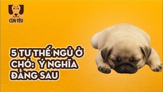 5 Tư Thế Ngủ Ở Chó Và Ý Nghĩa Đằng Sau Ít Ai Biết | Cún Yêu | Coi Là Ghiền