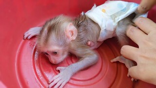 Time To Clean Diaper!! Obedient Monkey Luca keeps so manners let Mom cleans a diaper easily