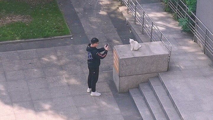 [Động vật]Chú mèo hoang luôn thích được cưng nựng