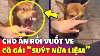 Mới cho ăn một miếng rồi 'VUỐT VE', cô gái 'SUÝT NỮA LIỆM' vì chú Chó tung đòn hiểm 😂 Gâu Đần