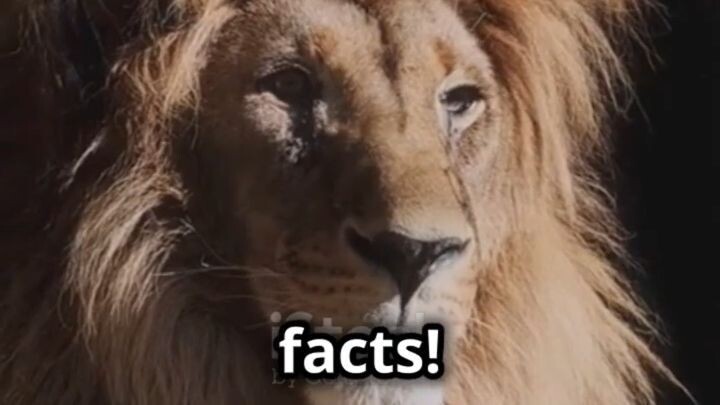 Amazing Facts About Lions You Didn't Know!  #shorts