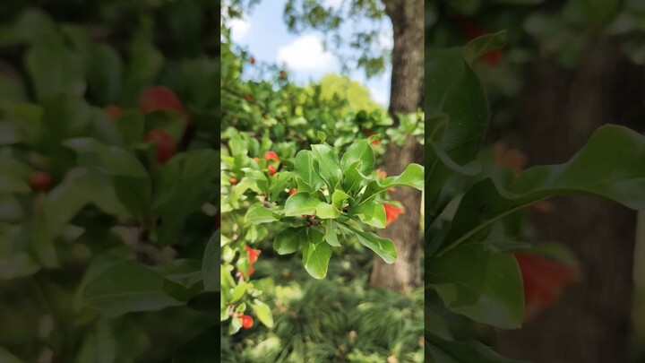 Pomegranate blossoms in Shanghai. #shorts #shanghai #pomegranate #china