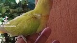 Lime opaline Rosiecollis African Birds