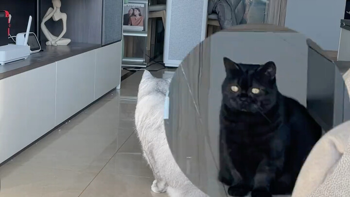 Have you ever seen a cat walk like a rabbit?