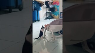KUCING DISABILITAS SEDANG MOMONG BAYI..!