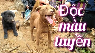 bebenui | Chợ Cán cấu. bán các loại chó xù, chó mông đỏ lửa 🔥 ,đen tuyền giá rẻ. Cute dogs.  pet dog