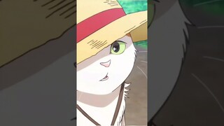 Kucing reinkarnasi luffy #anime #shorts #animeshorts