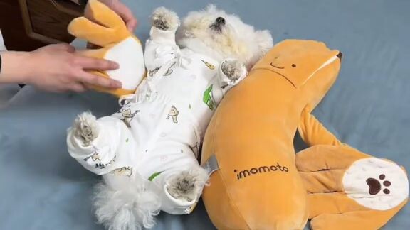 pets lovers
