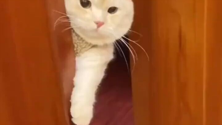 Pertama kali melihat kucing bersuara seperti ini, tidak bisa mengeluarkan pukulan meong-meong