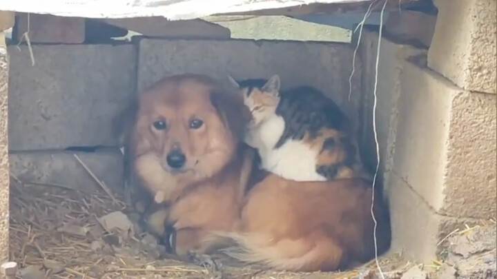 狗：看我的眼神