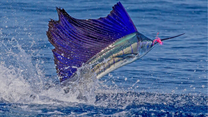 Cá kiếm: Siêu xe của đại dương, vừa đẹp lại vừa kỳ diệu!