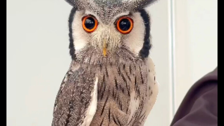 Thế mà lại có một con đại bàng tên là Đại Bàng Gầm, rốt cuộc Đại Bàng Gầm gầm như thế nào?