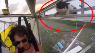 Cat: OMG! Why Am I In The Sky?