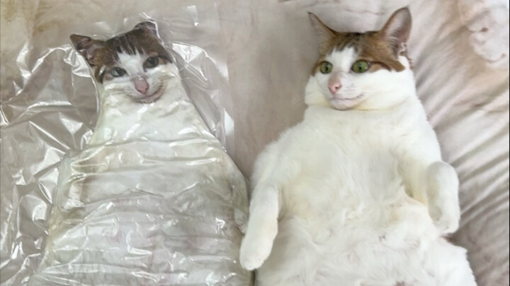 Một người đàn ông sở hữu vô số đồ lưu niệm