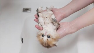 The little kitten took a bath for the first time, and he pretended to be dead and messed up halfway 