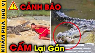 🔥 Top 10 Loài Động Vật Nguy Hiểm Cực Hiếu Chiến Tuyệt Đối Không Gần Chúng Dù Chỉ 1 Lần | KPTV