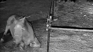 Horse: Am I free now?