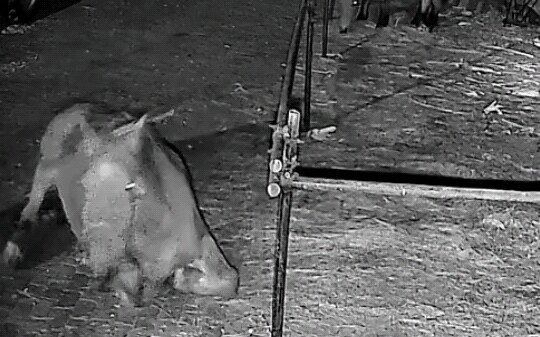 Horse: Am I free now?