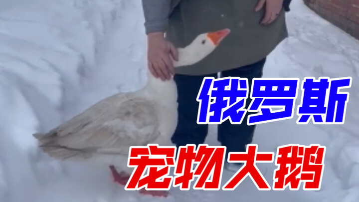 Russian Pet Goose