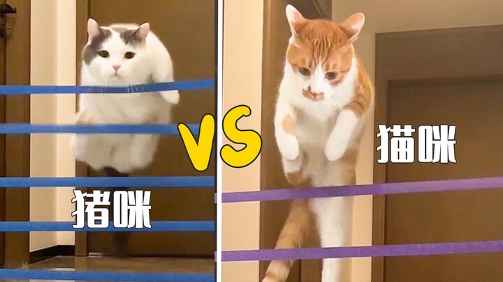 Kucing Pedesaan: Batas lompat tinggimu adalah titik awal lompat tingguku