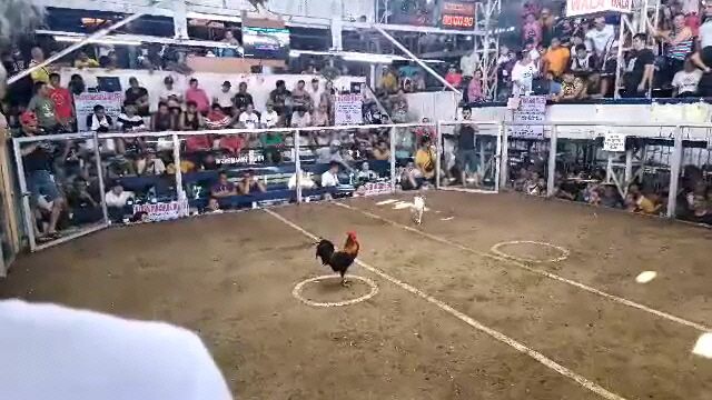 galing mo talaga white kelso