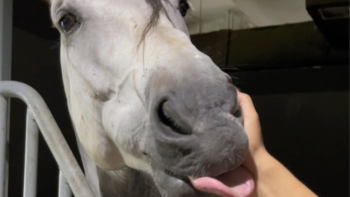 Why Does the Horse Do This?