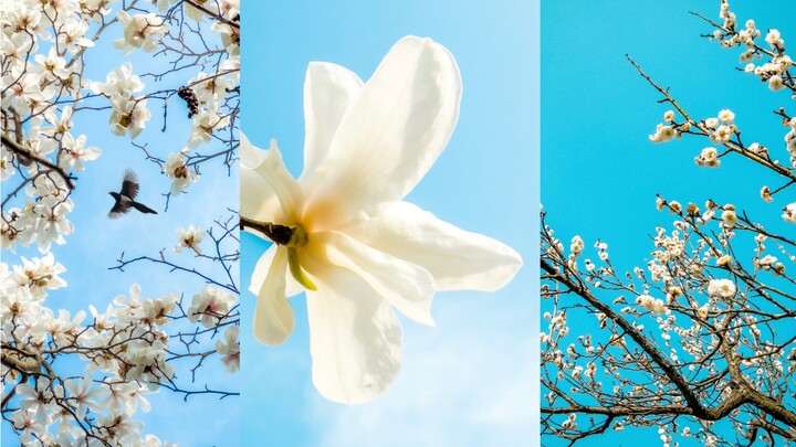 【دليل التصوير】 حيل عملية جدًا لتصوير الزهور بالهاتف في الربيع