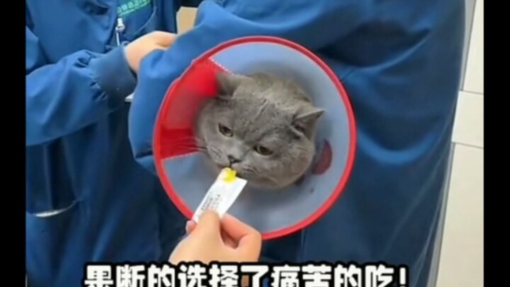 Kucing yang sudah dikebiri: Agak pusing, sepertinya karena lapar.