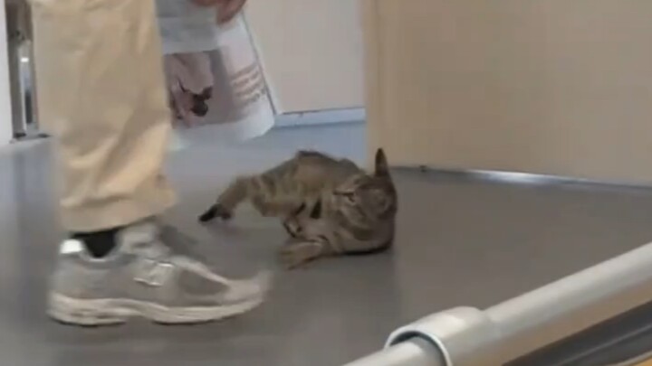 它是唯一听课的被轰出去了