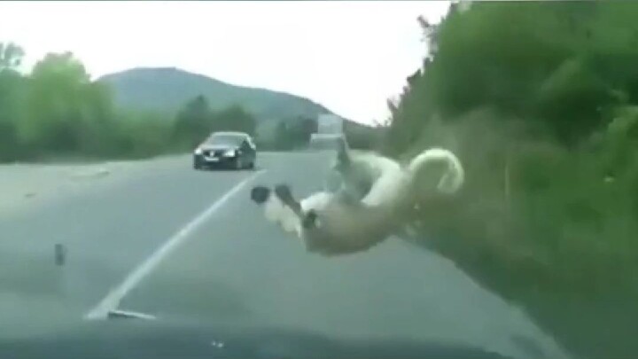 If you suddenly encounter a small animal on the highway, don’t hesitate—handle it this way!