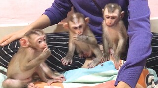 Well Behaved Monkeys when they see milk bottle