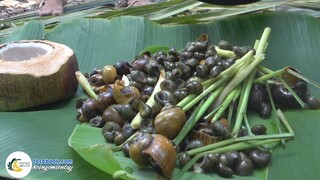 Bắt Các Loại Ốc Dân Dã Ăn Kiểu Này Mới Đã | Hội Ngộ Miền Tây - Tập 546