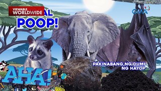 Dumi ng mga hayop, may iba’t ibang gamit?! | AHA!