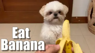 My Shih Tzu Dog Eats Banana for the First Time