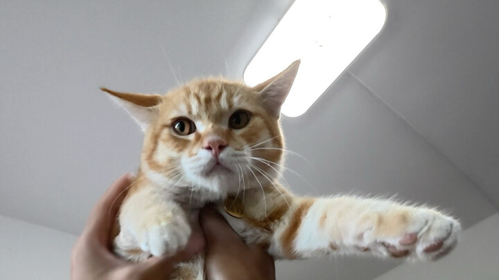 Unlock a new cat～