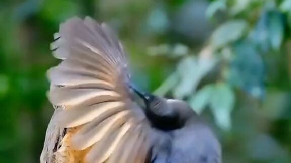 cara burung cari pasangan