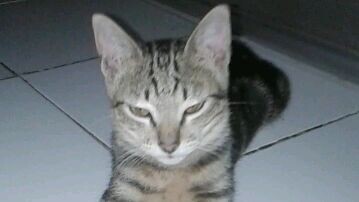 kucing ganteng