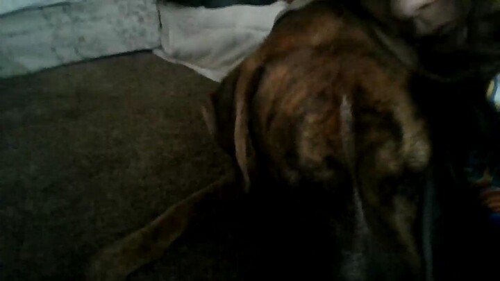 my dog being cute for 1 minute