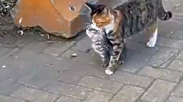 Cat Mom: I said I’d give you a cat, but I didn’t promise it’d be the cutest one!