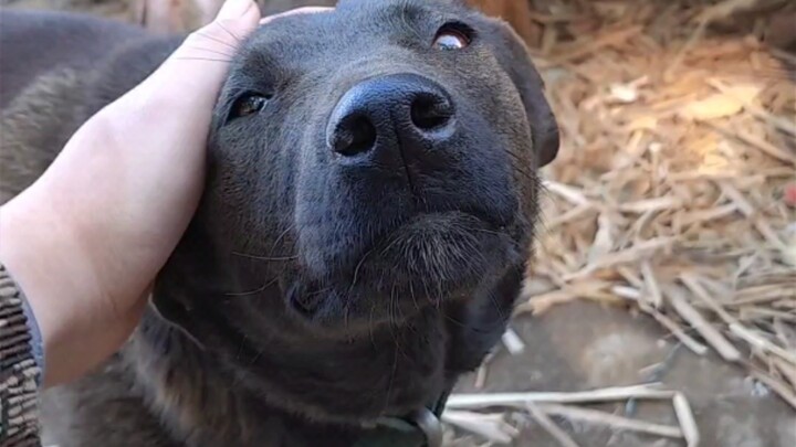 Actually petting a shy repair dog