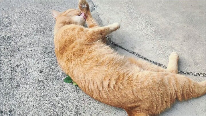 แมวส้ม
