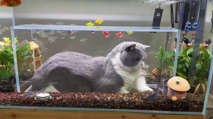 Menggemaskan sampai meledak!