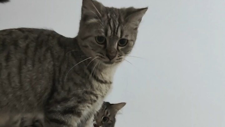You pet all the kittens, but you just won’t pet her.