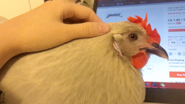 Peliharaan Imut-Ayam Kecil Menemani Pemiliknya Menjelajahi Internet