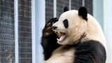 [Panda Meng Lan] Let Me in (in Beijing Zoo)