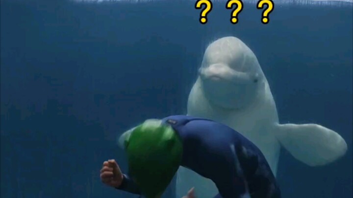 The beluga whale watches the feeder “go wild” too.