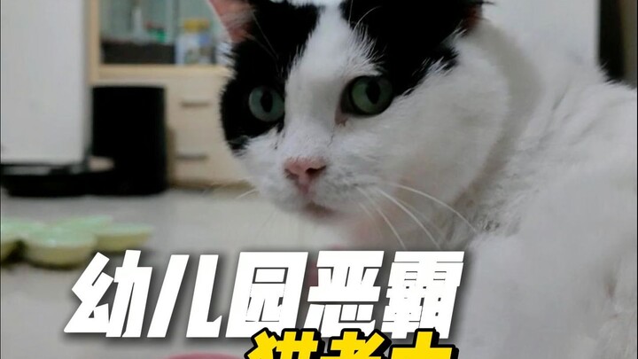 With so many cats at home, one of them turned out to be a bully.