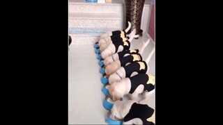 Cười cùng vinh động vật hài hước phần 6