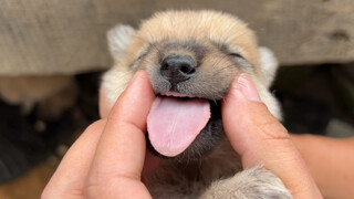 เขาเลียมือฉันเหมือนเป็นอาหารเลย หมาตัวนี้น่ารักมาก