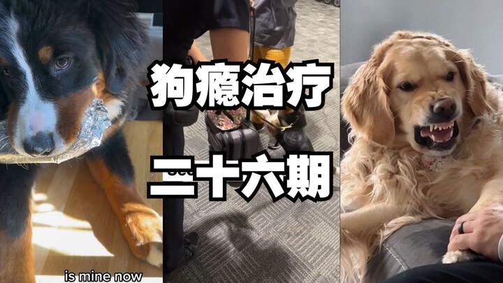 Pusat Perawatan Kecanduan Anjing (Episode 26)